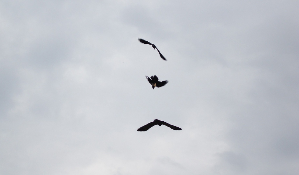 Три черных птицы в небе