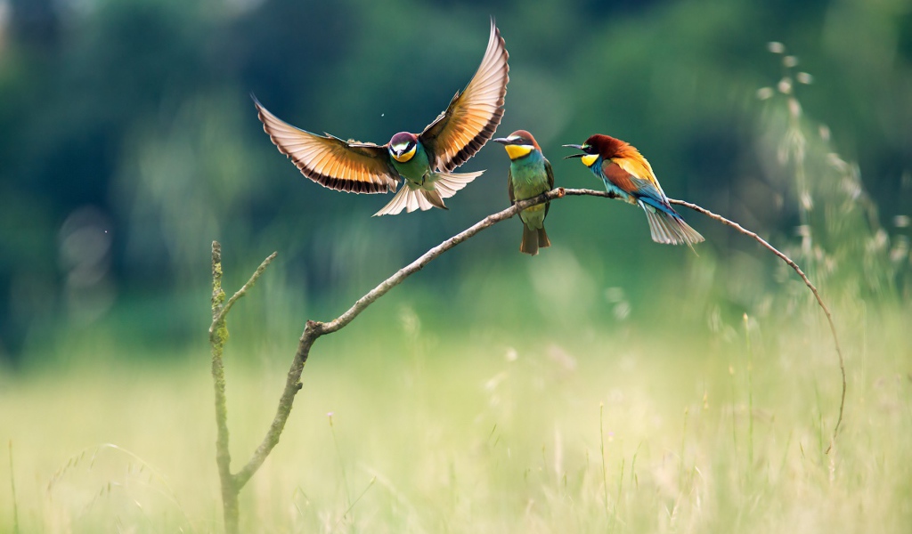 Три красочных щурка на ветке в поле