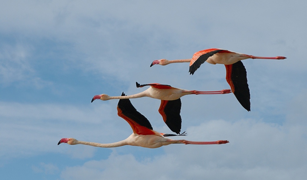Три фламинго летят в небе