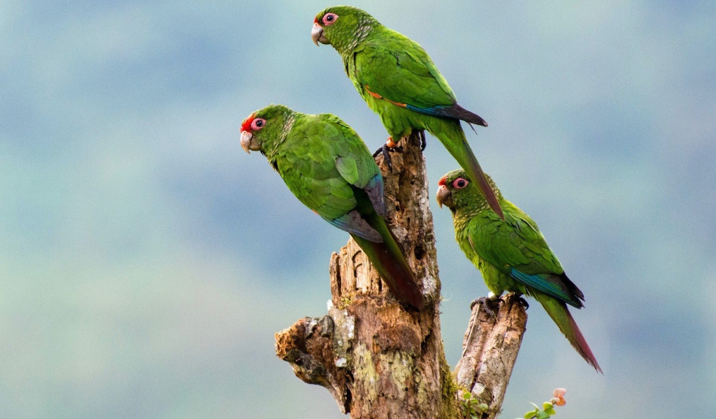 Три зеленых попугая на сухом дереве