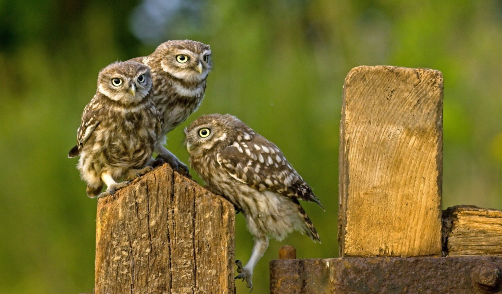 Три совы на деревянном заборе