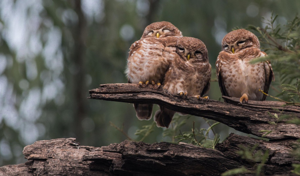 Три совы на старом дереве