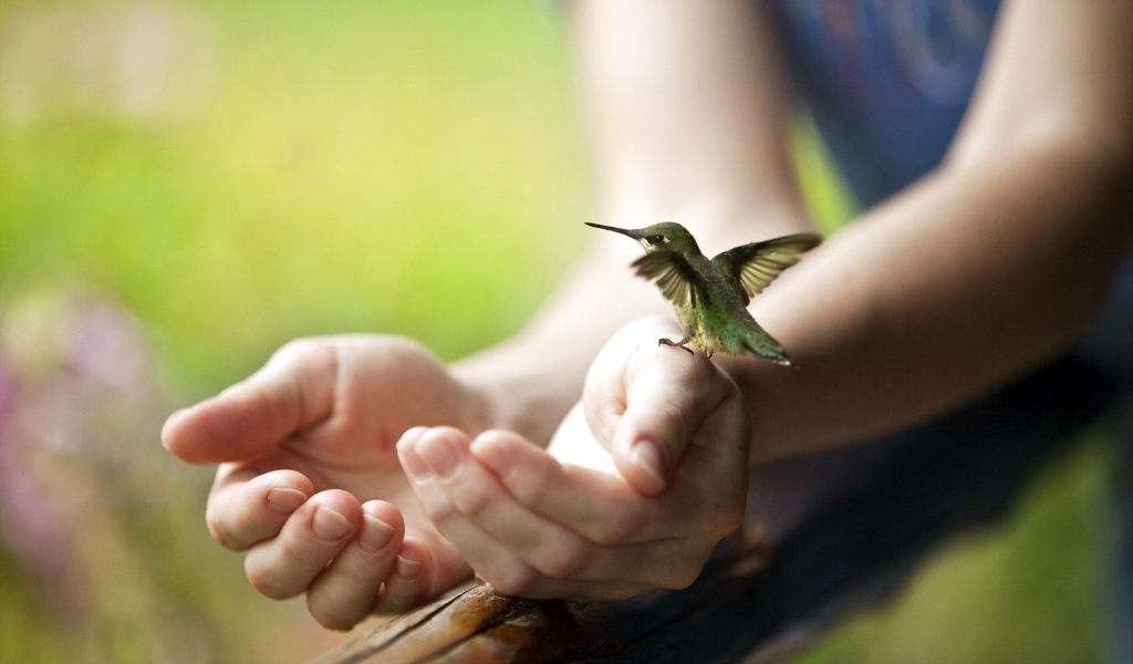 Крошечная колибри на руке