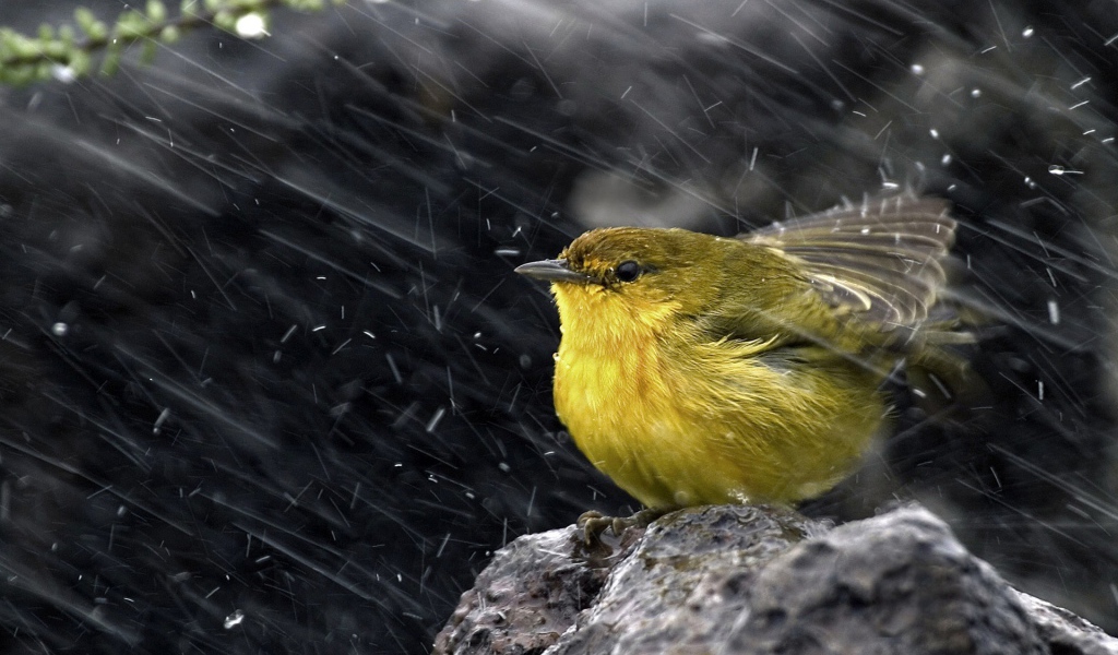 Синица во время непогоды