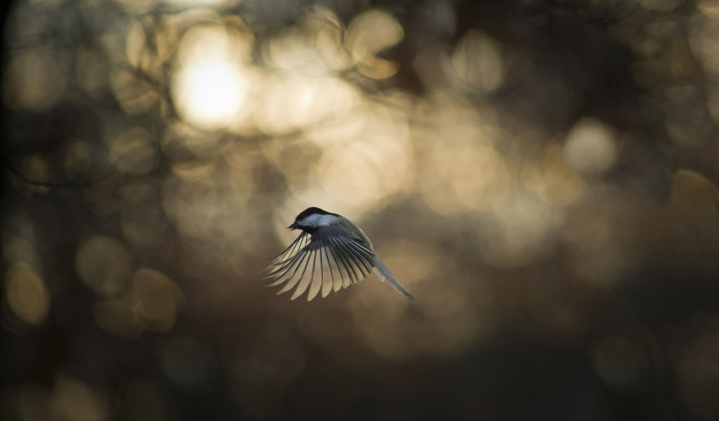 Синица во время полета