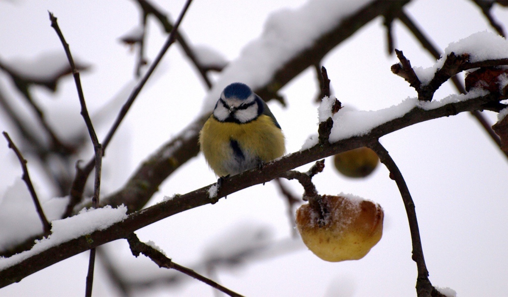 Синица в зимнем саду