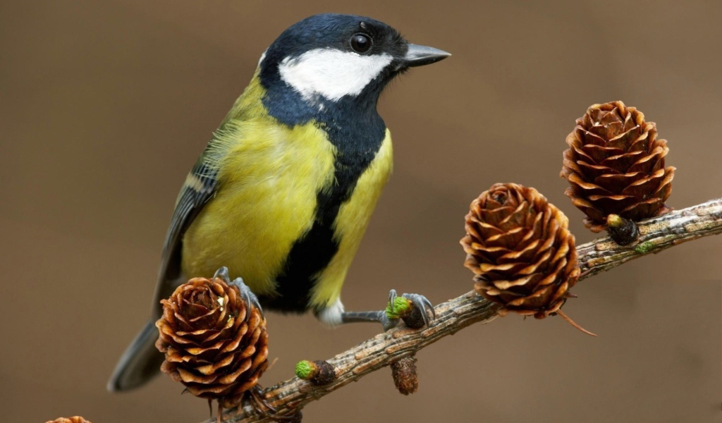 Синица на ветке с шишками