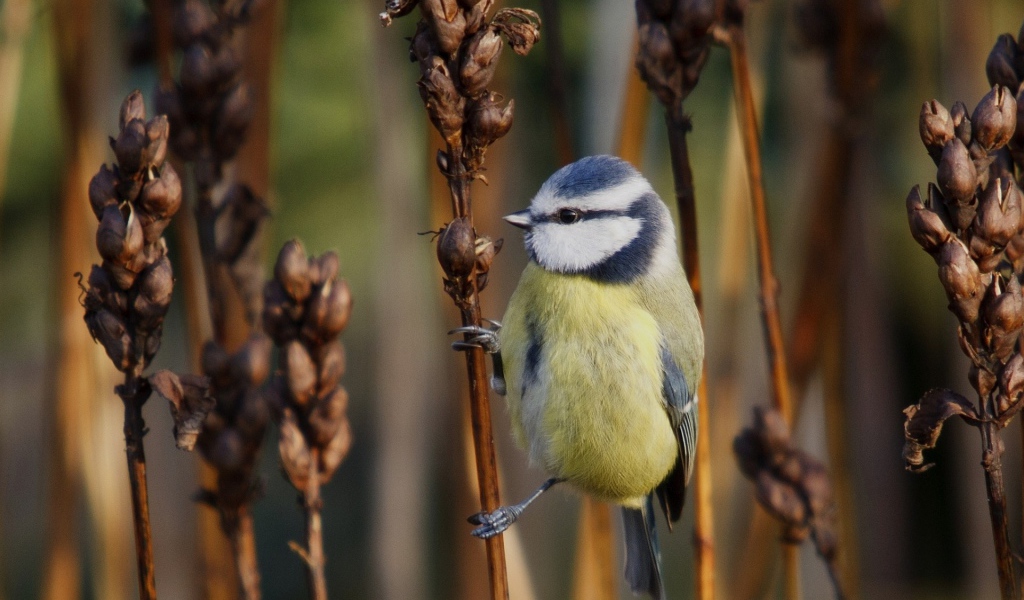 Синица на сухом колоске сорняка