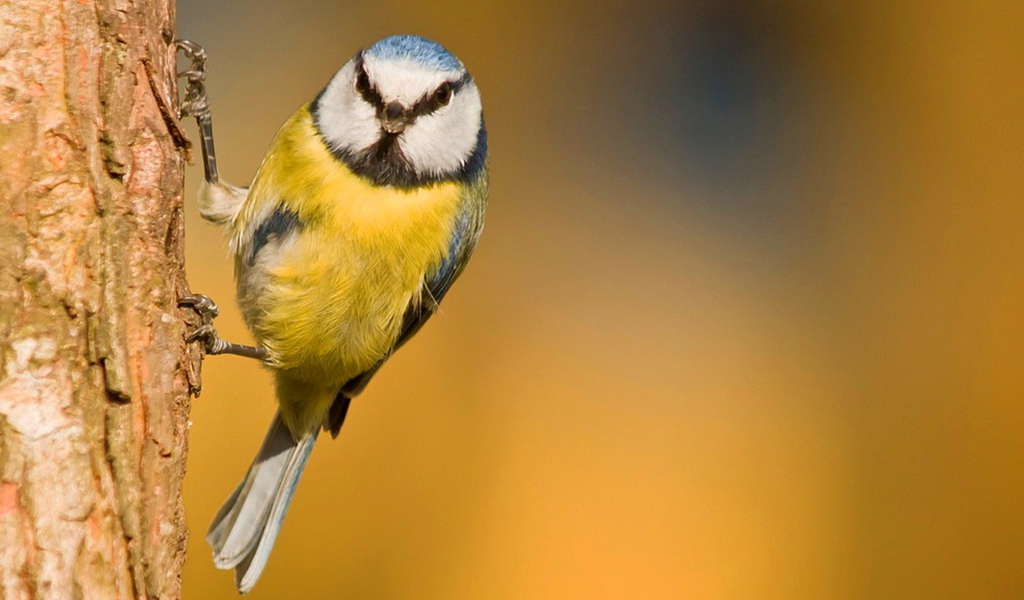 Синица ухватилась лапками за кору