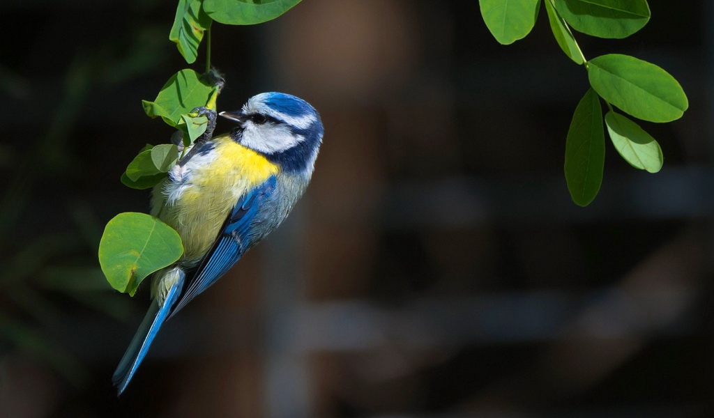 Синица сидит на зеленых листьях