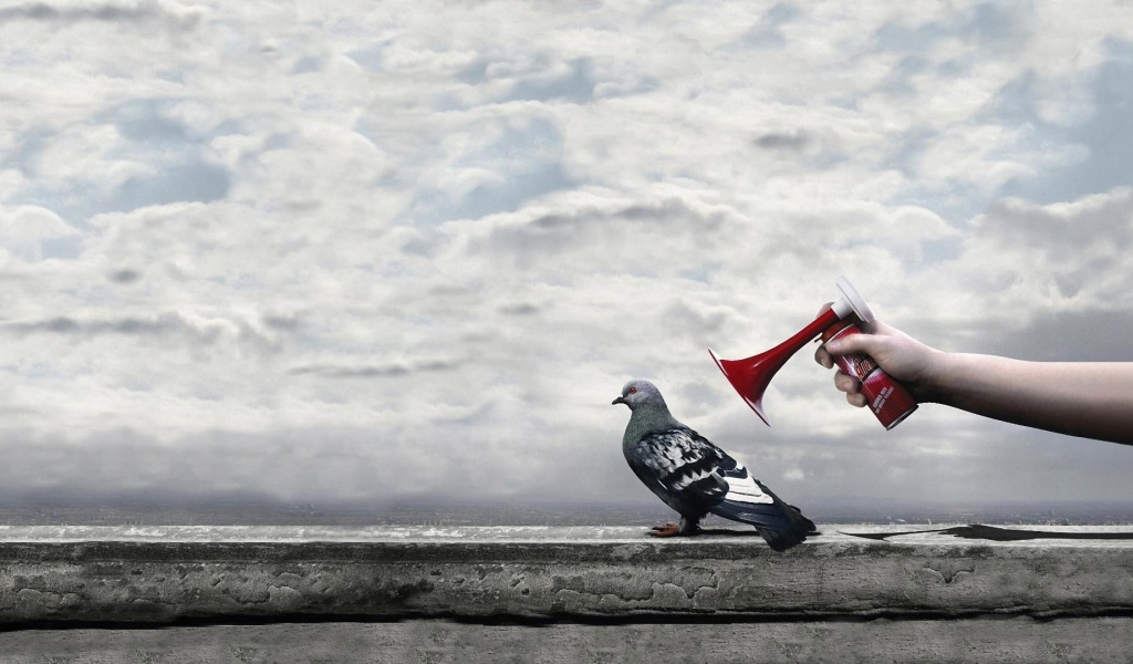 Гудок у уха городского голубя