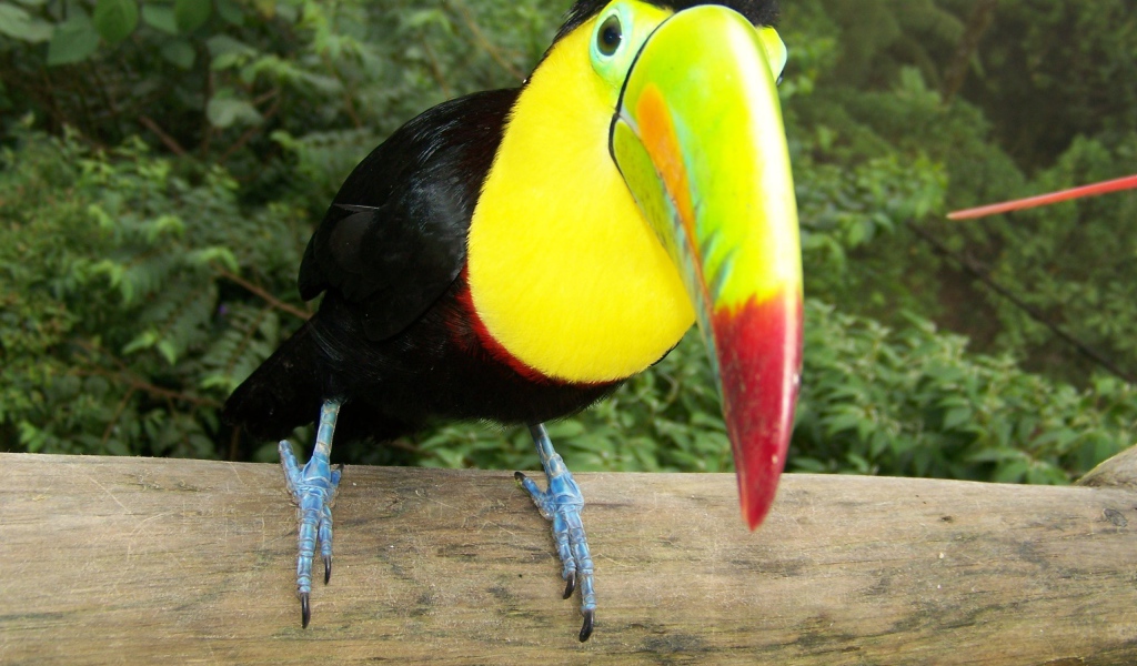 Тукан на стволе дерева