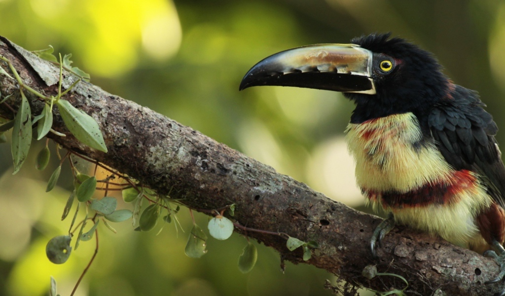 Тропическая птица с большим клювом