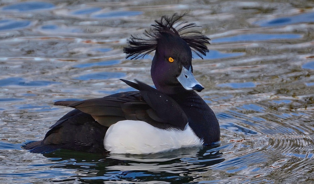 Утка породы хохлатая чернеть