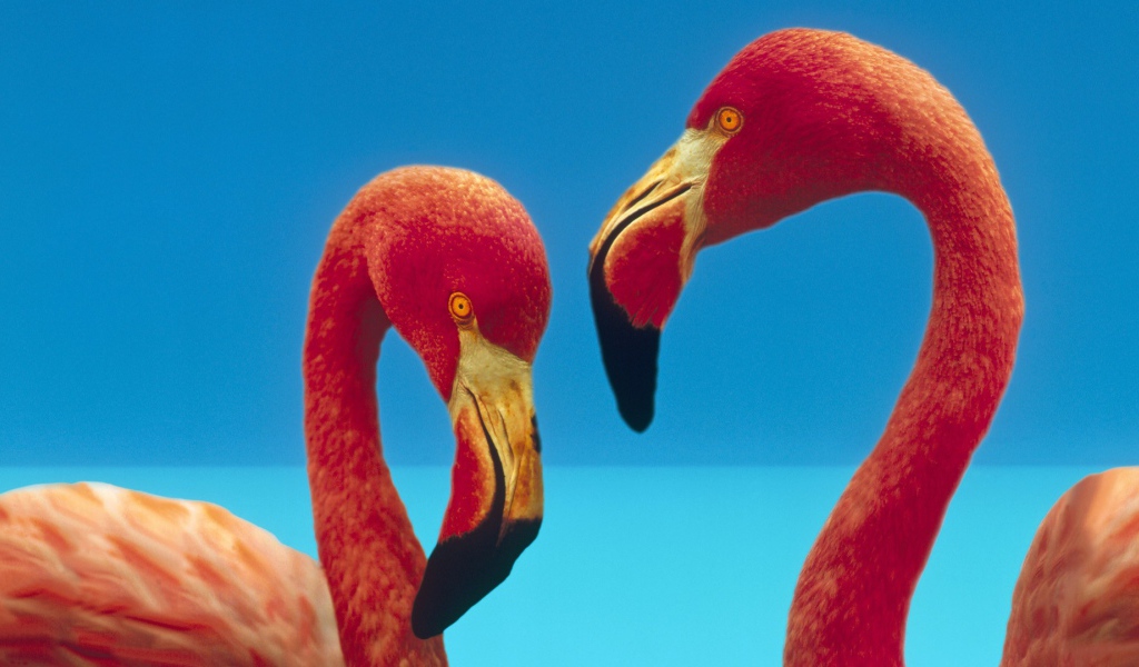 Две птицы фламинго