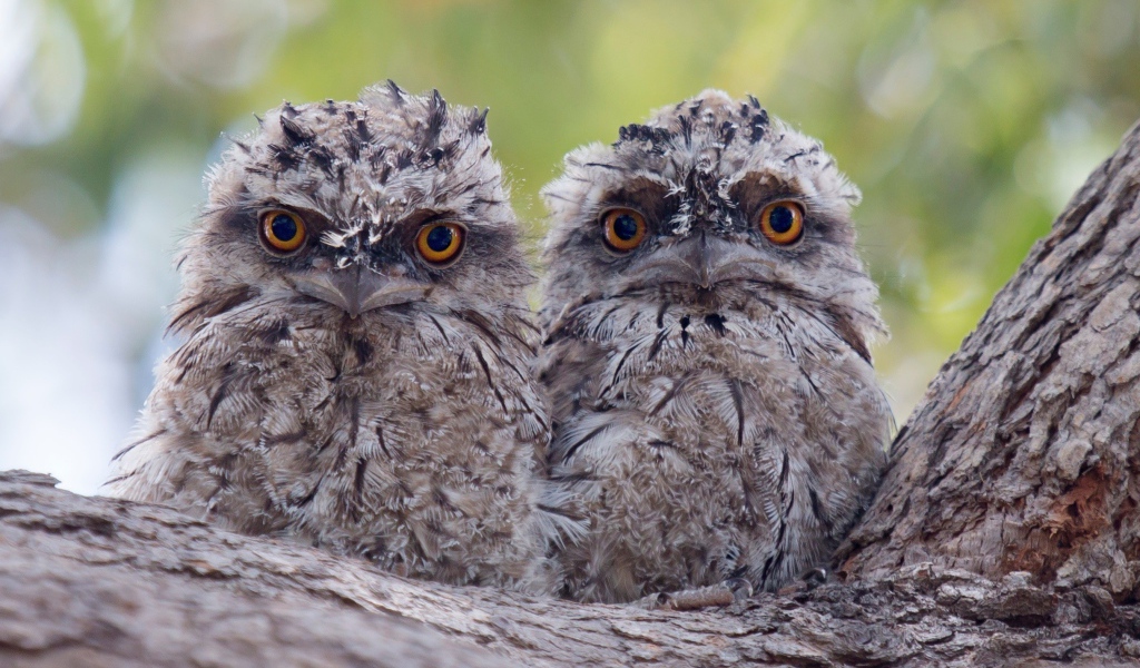 Два взлохмаченных совенка на коре дерева