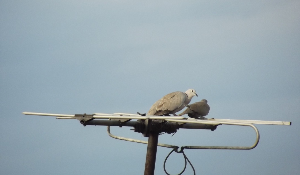 Два голубя на телевизионной антенне