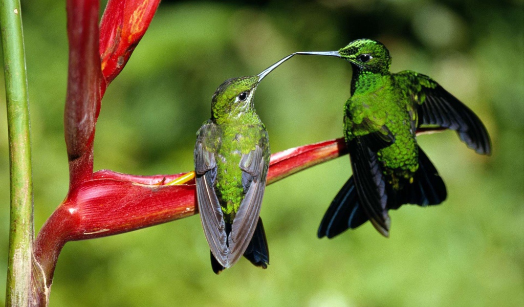 Две зеленых колибри