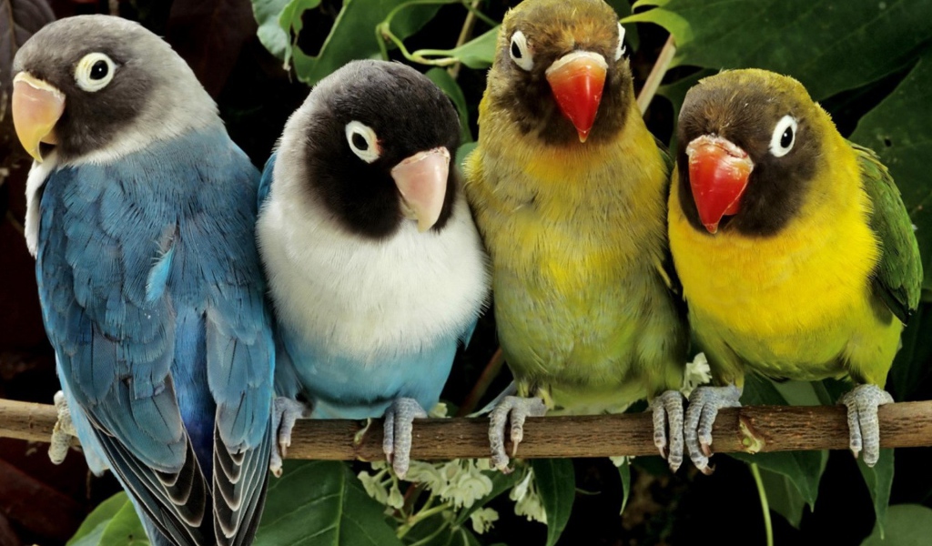 Две пары попугаев
