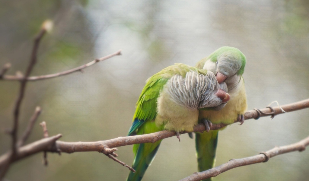 Два попугая чистят друг другу перья