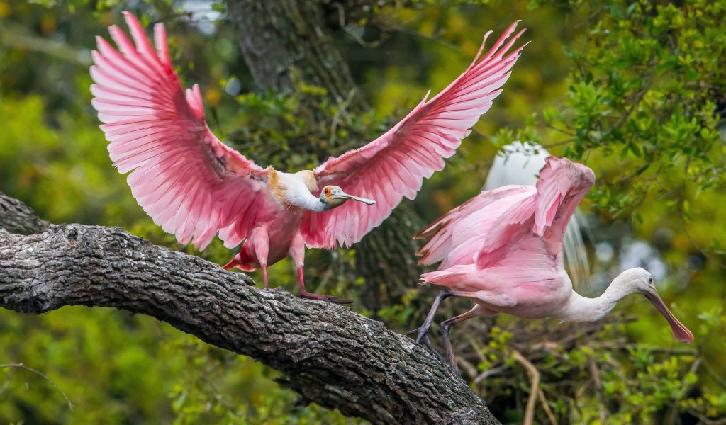 Две розовые птицы на дереве