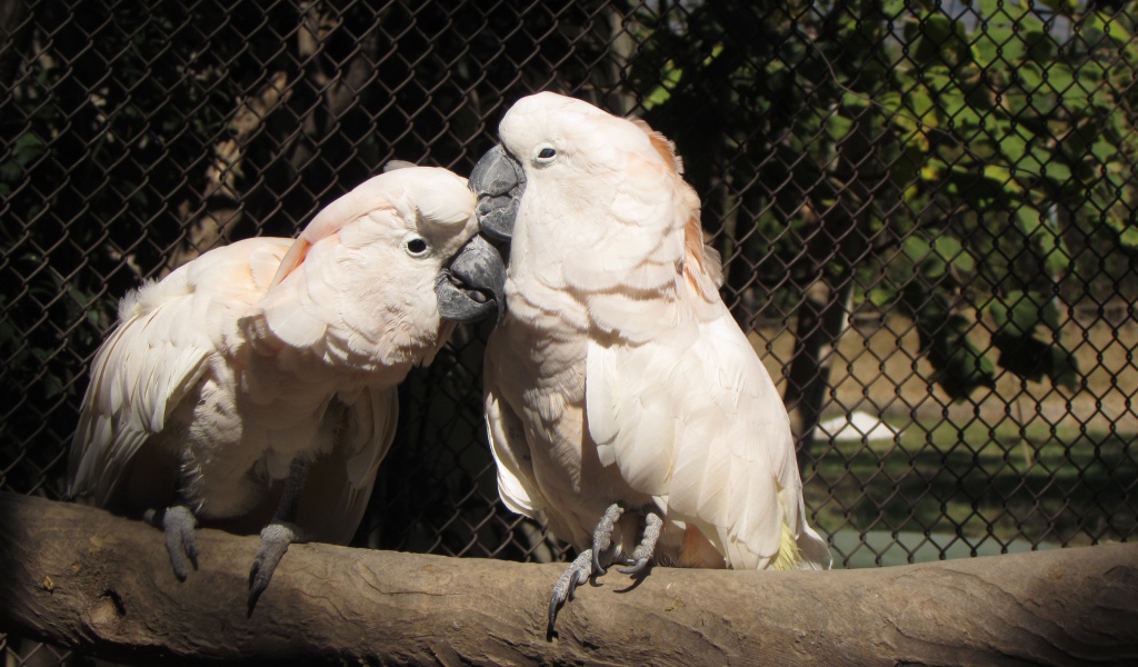 Два розовых попугая в клетке