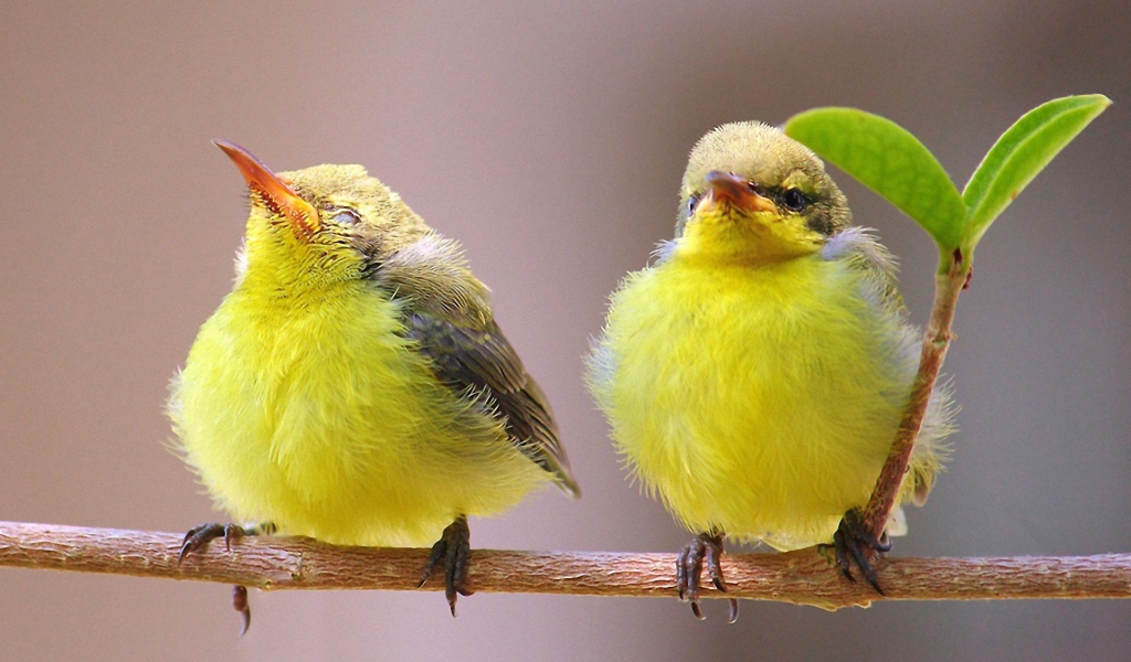 Две гордые желтых птички