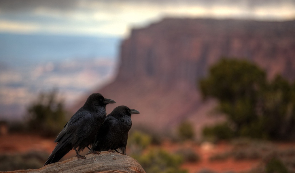 Два ворона в каньоне