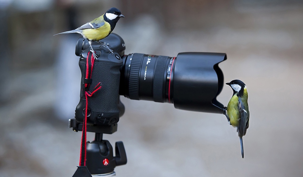 Две синицы на фотоаппарате