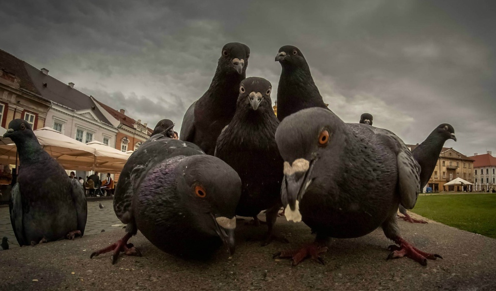 Городские голуби ищут пропитание