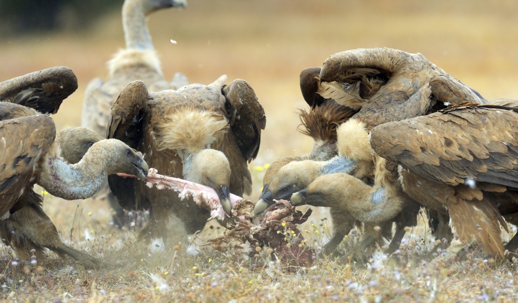 Стервятники нашли добычу
