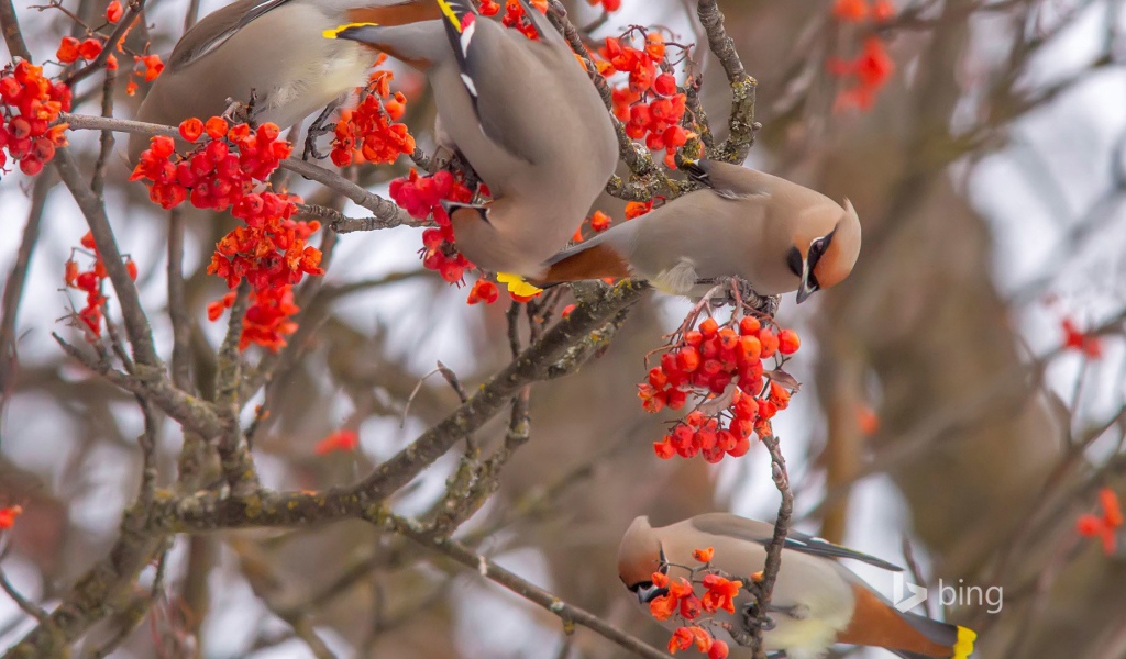 Свиристели лакомятся калиной