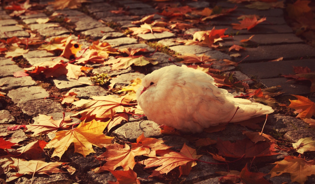 Белый голубь среди осенних листьев