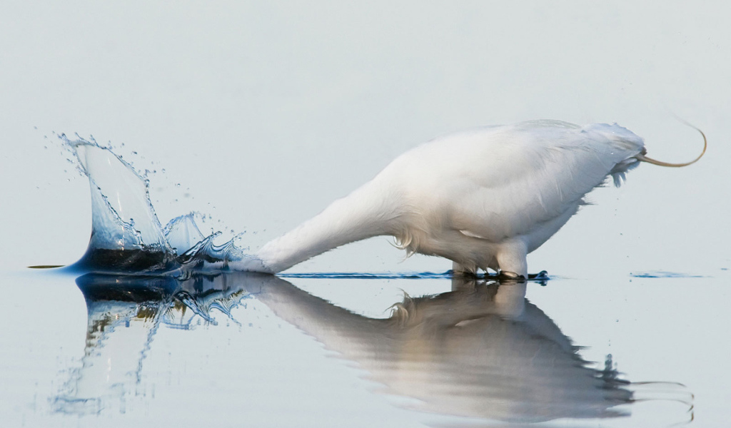 Белый гусь купается