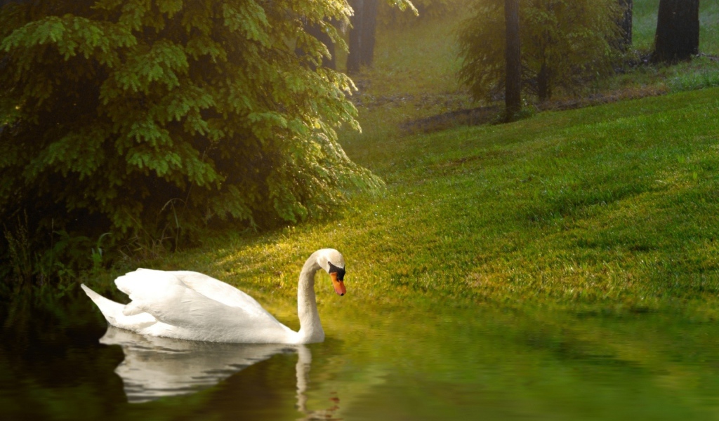 Белый лебедь плывет по спокойной воде