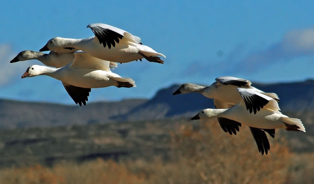 Дикие птицы в полете