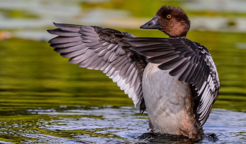 Дикая утка стоит в воде