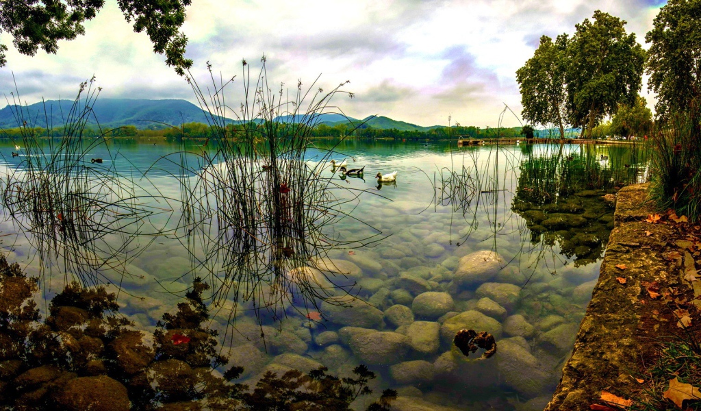 Дикие утки плывут по озеру