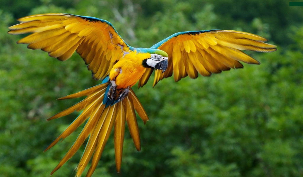Размах крыльев желтого попугая