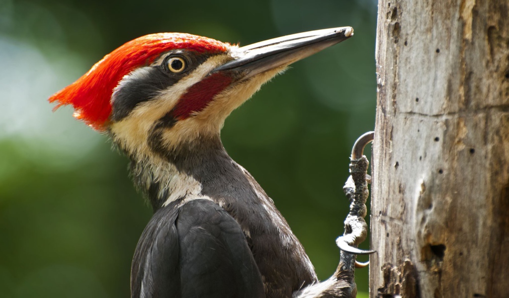 Дятел сидит на стволе дерева