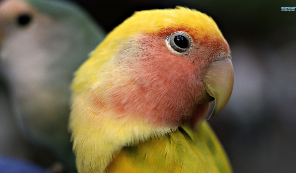 Желтый попугай с красными перьями на голове