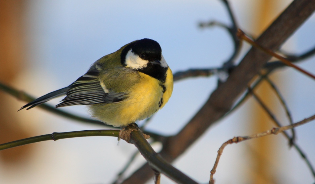 Желтогрудая синица на ветке