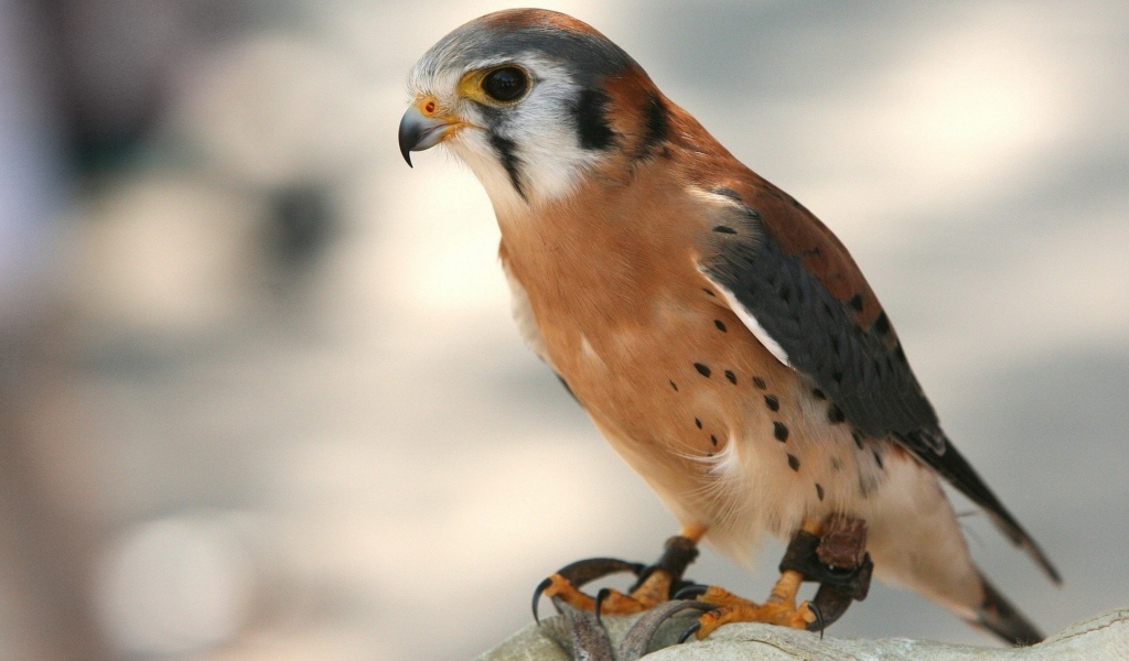 Молодой коричневый ястреб