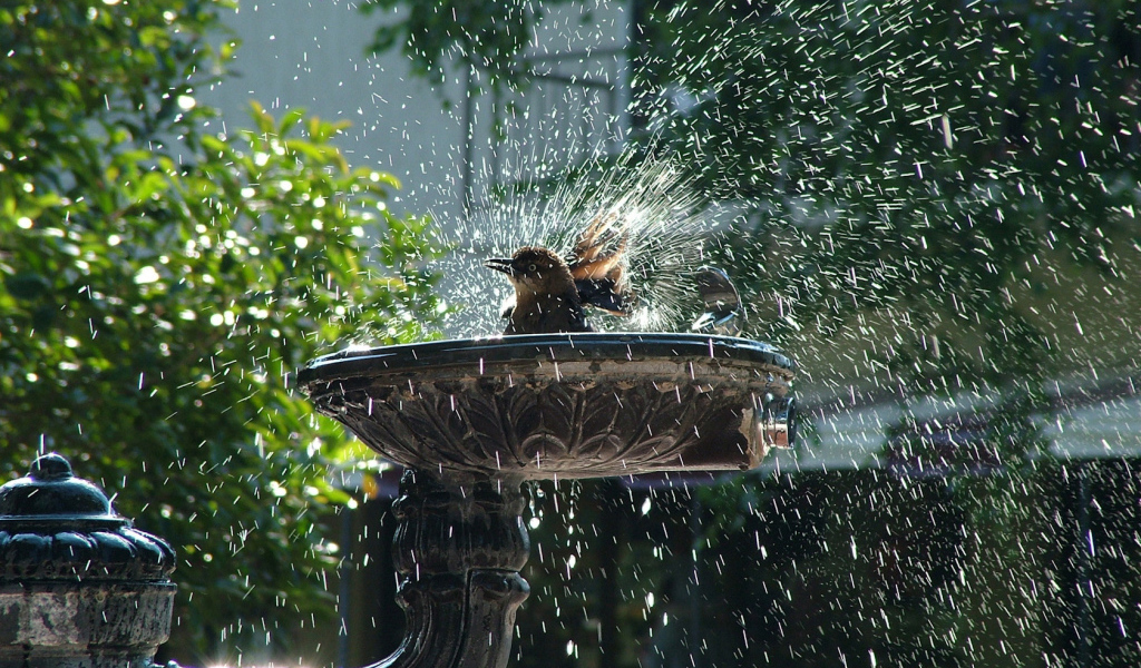 Птица купается