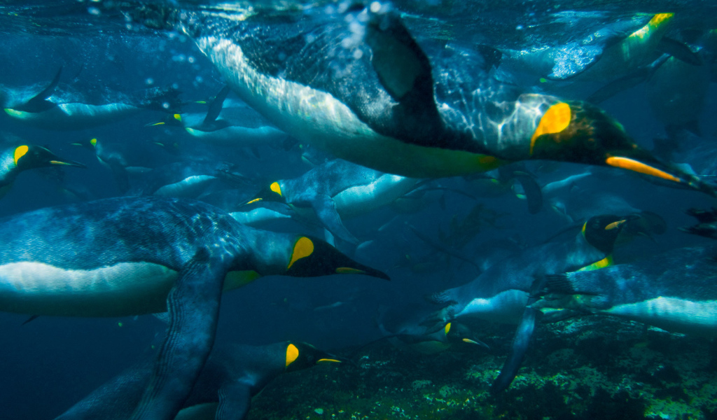 Пингвины под водой