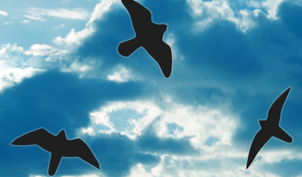 Силуэты птиц на небе