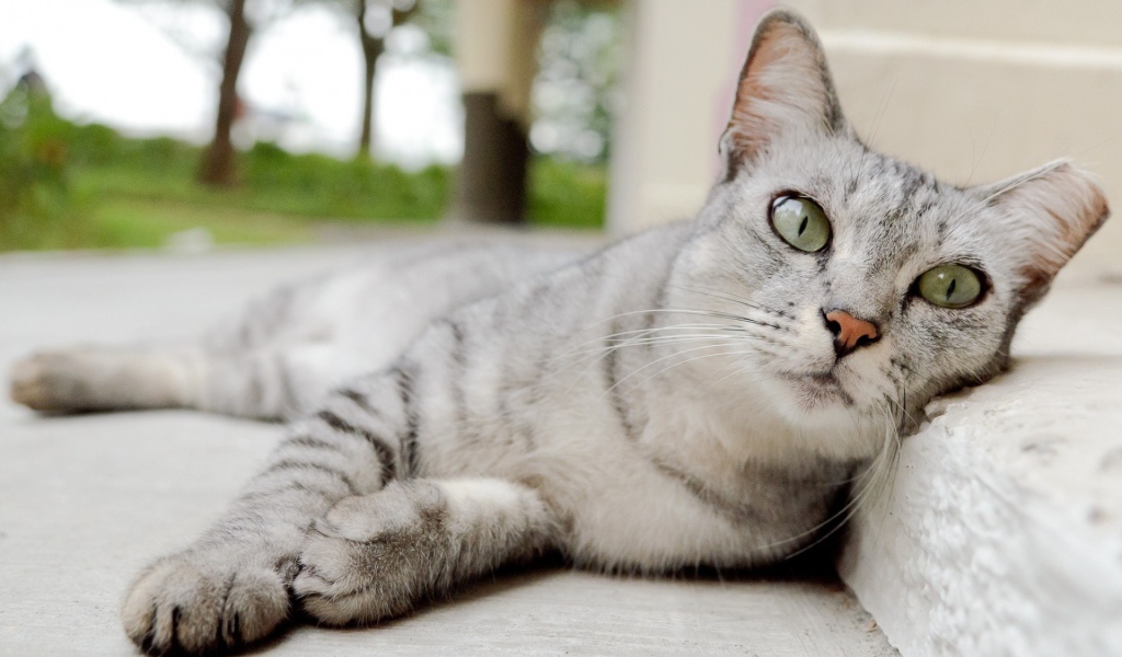 Пепельная кошка с выразительными глазами