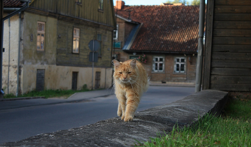 Рыжий, мудрый кот