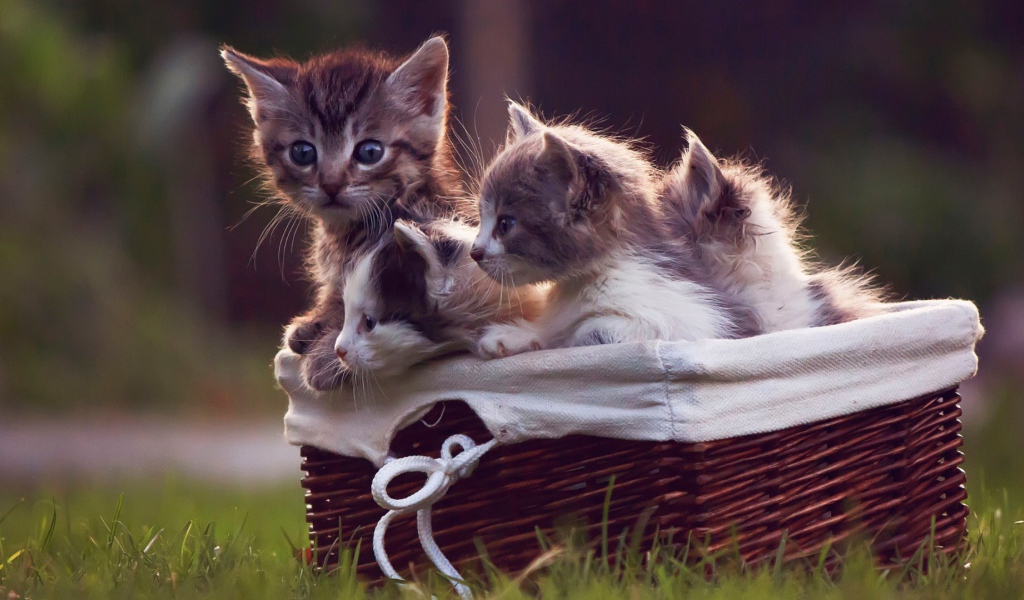 Корзинка с котятами на газоне