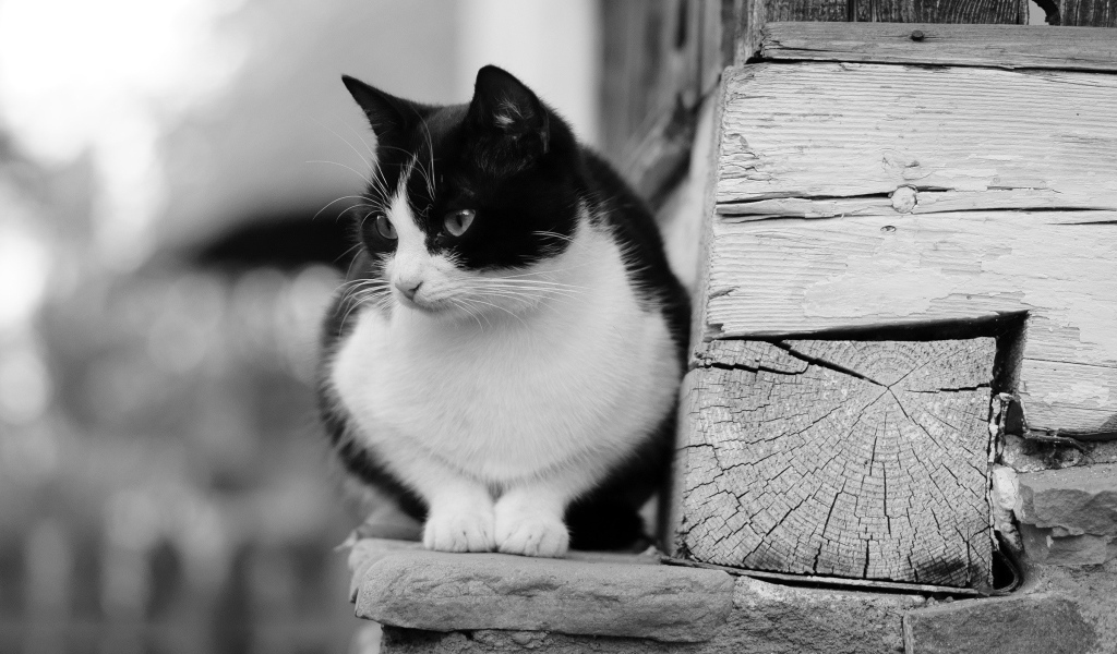 Черно белый кот у деревянной стены